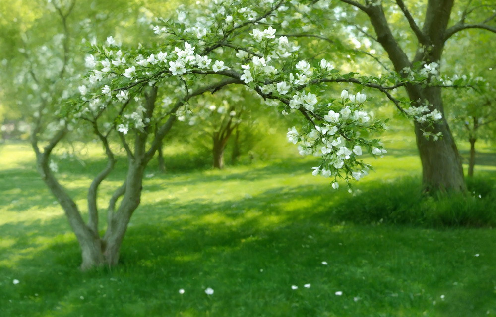 Нейрофотофон "Цветущий сад" Нейрофотофон "Цветущий сад"