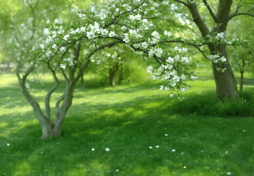 Нейрофотофон "Цветущий сад" Нейрофотофон "Цветущий сад"