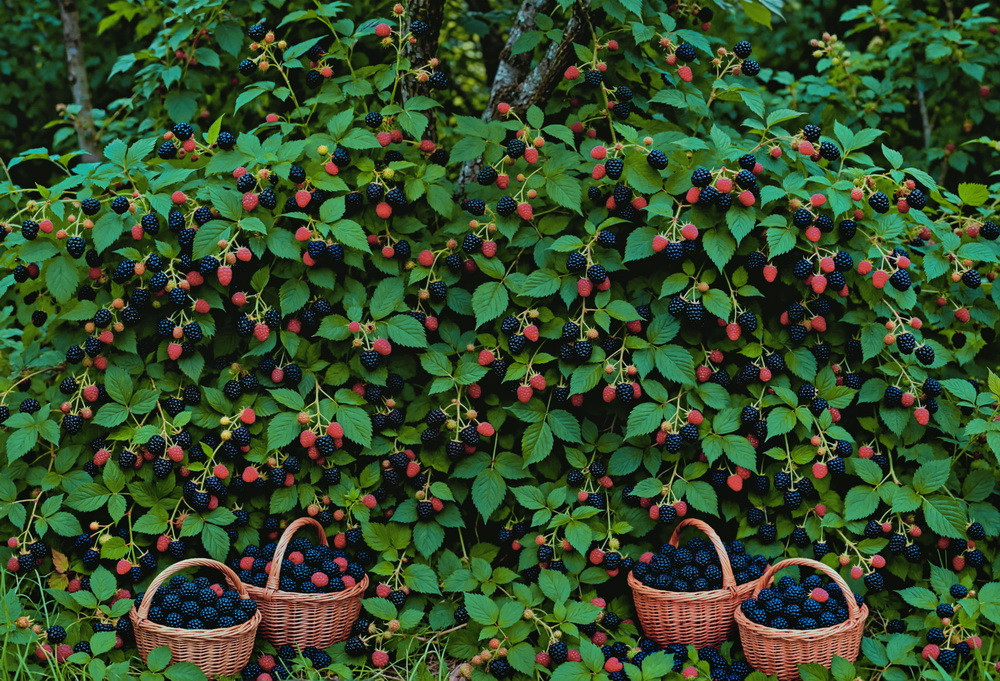 Нейрофотофон "Ежевика"